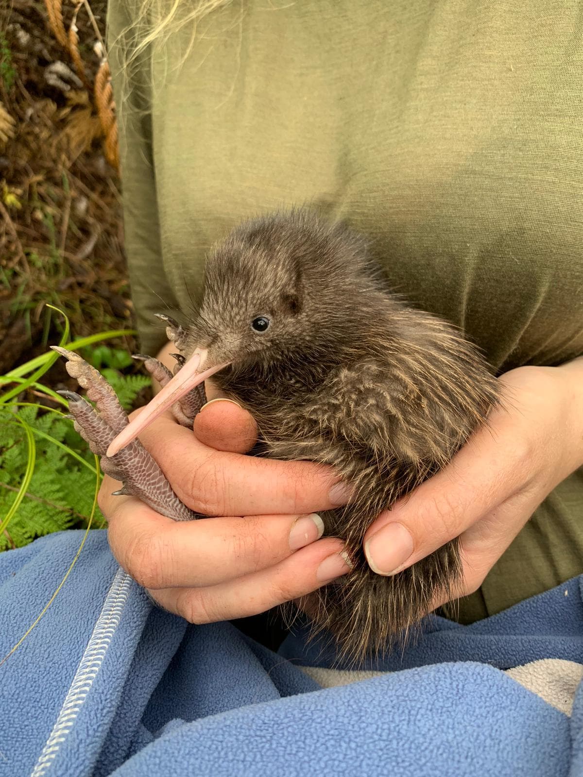 Taranaki Kiwi Trust