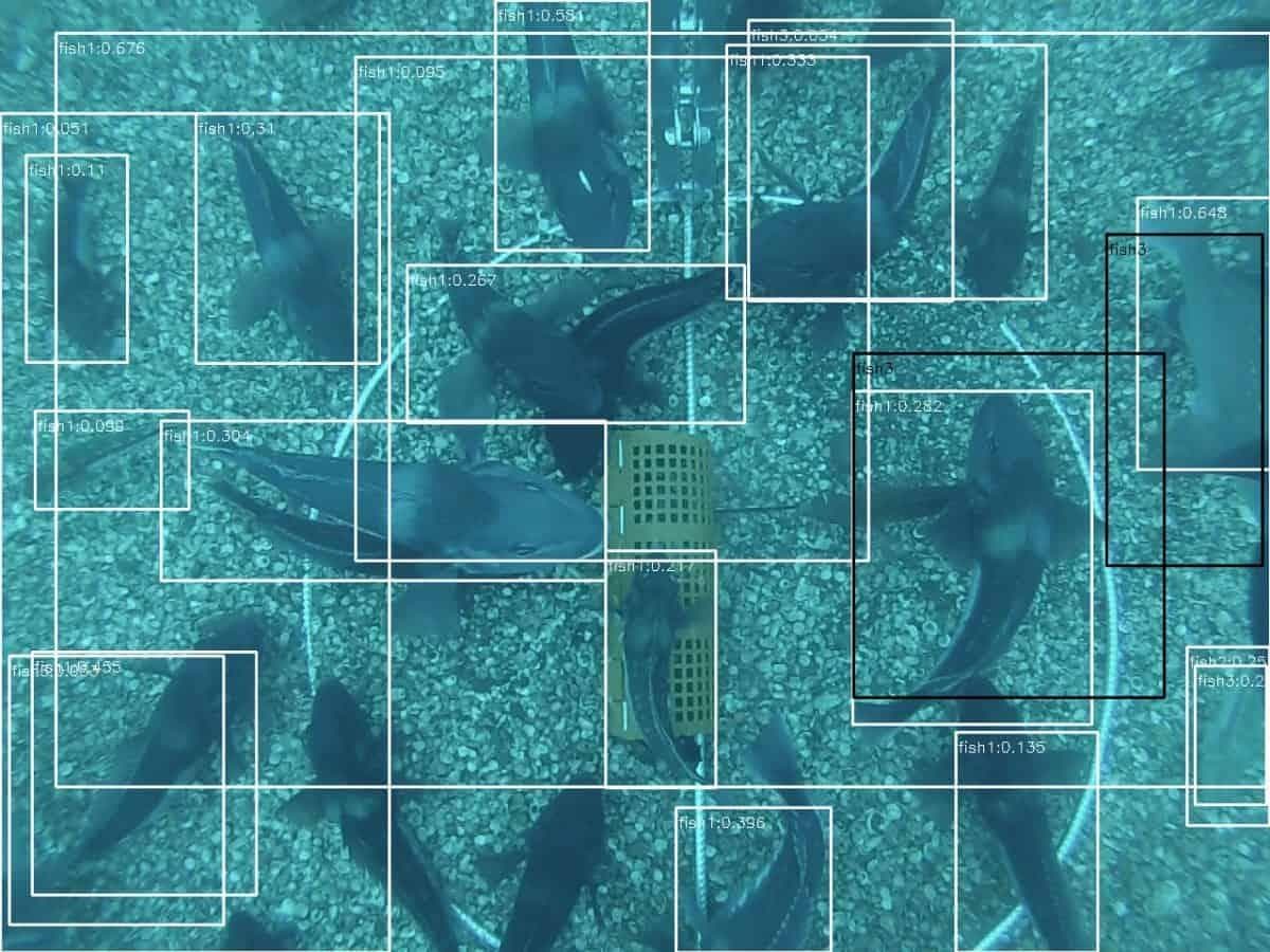 Wildlife.ai