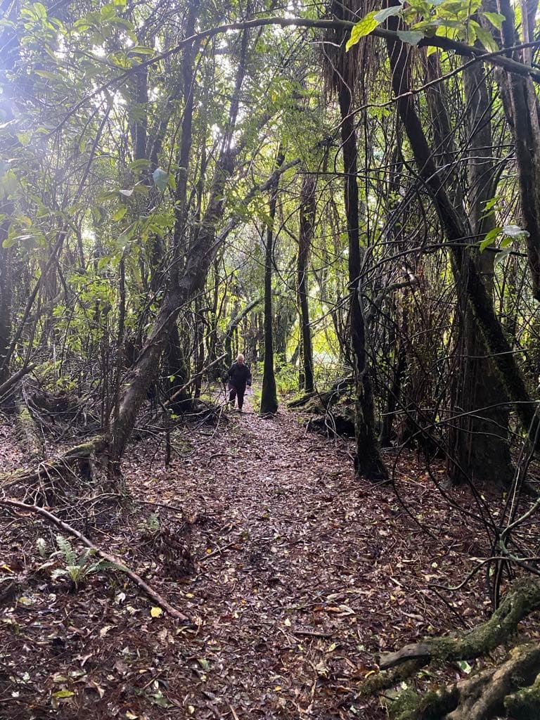 Maude Track to Mangakotukutuku Falls