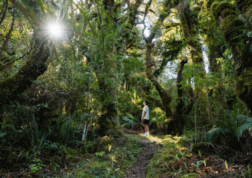 Kamahi Loop Track ('Goblin Forest')