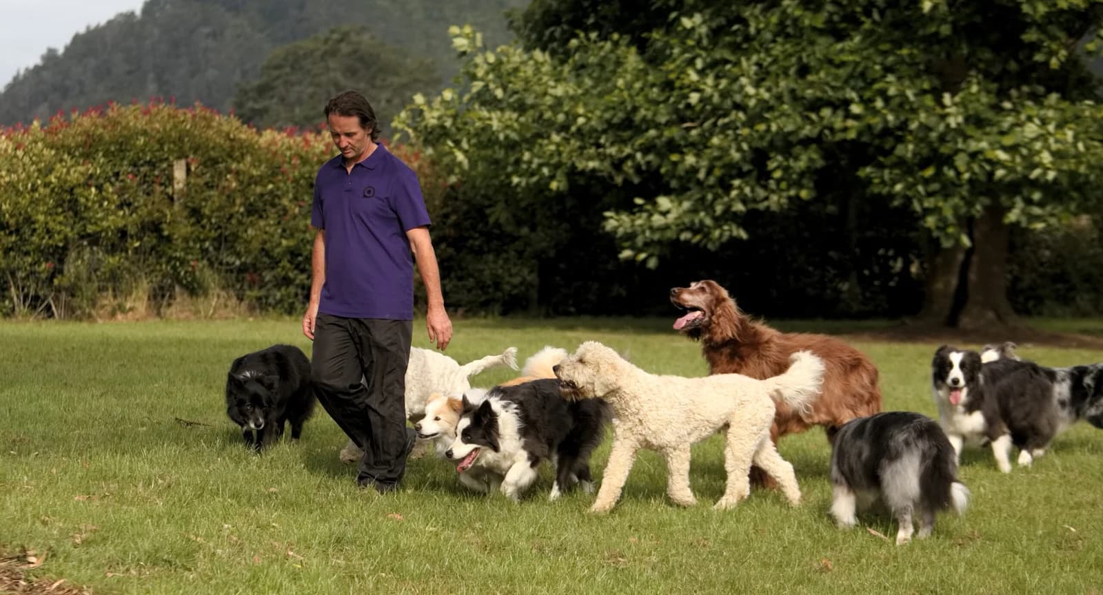 Mindfulness 4 Dogs