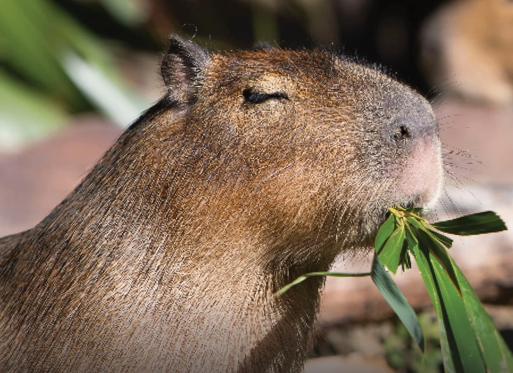 Former Brooklands Zoo favourite Fernando the capybara euthanised