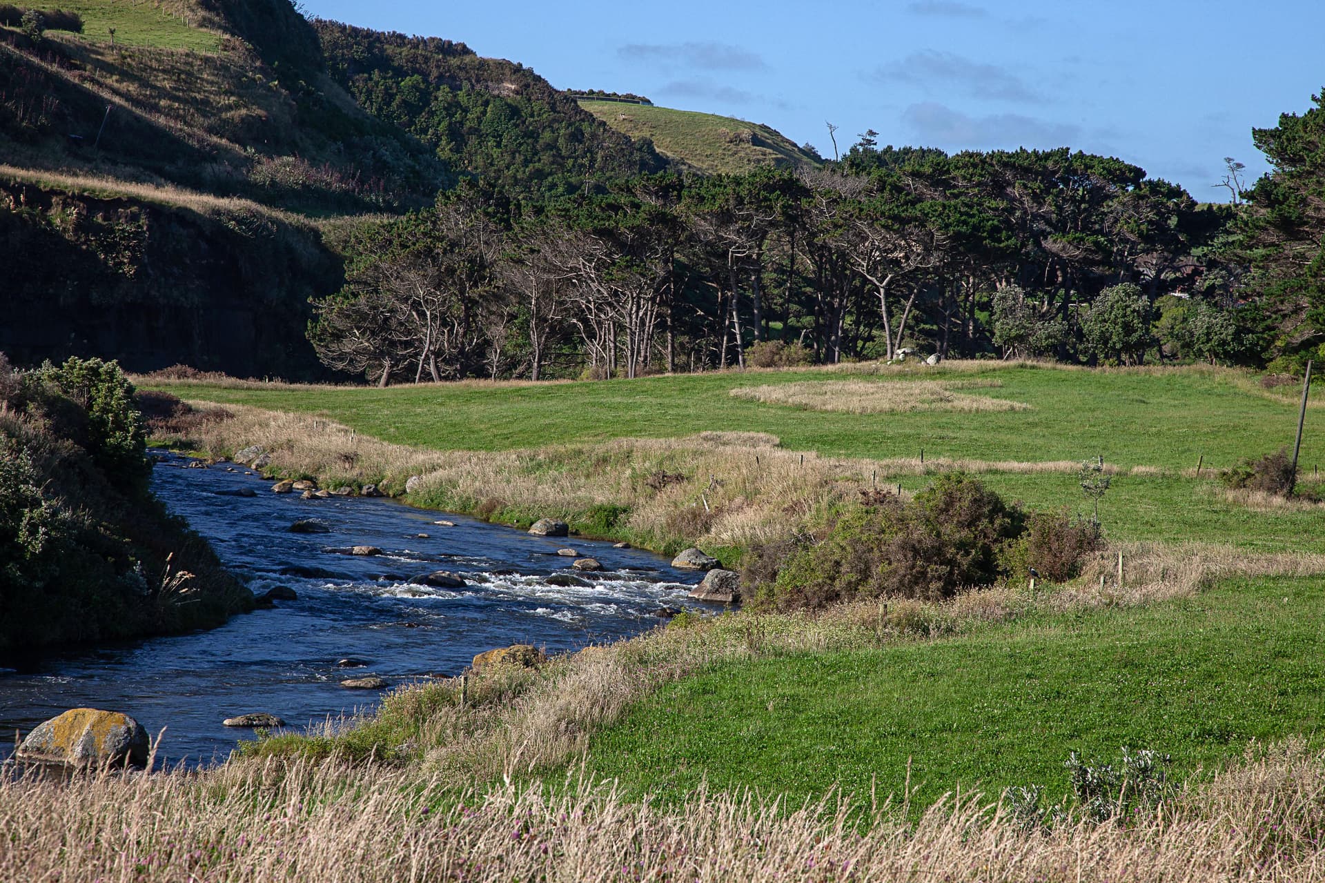Everett Park Scenic Reserve