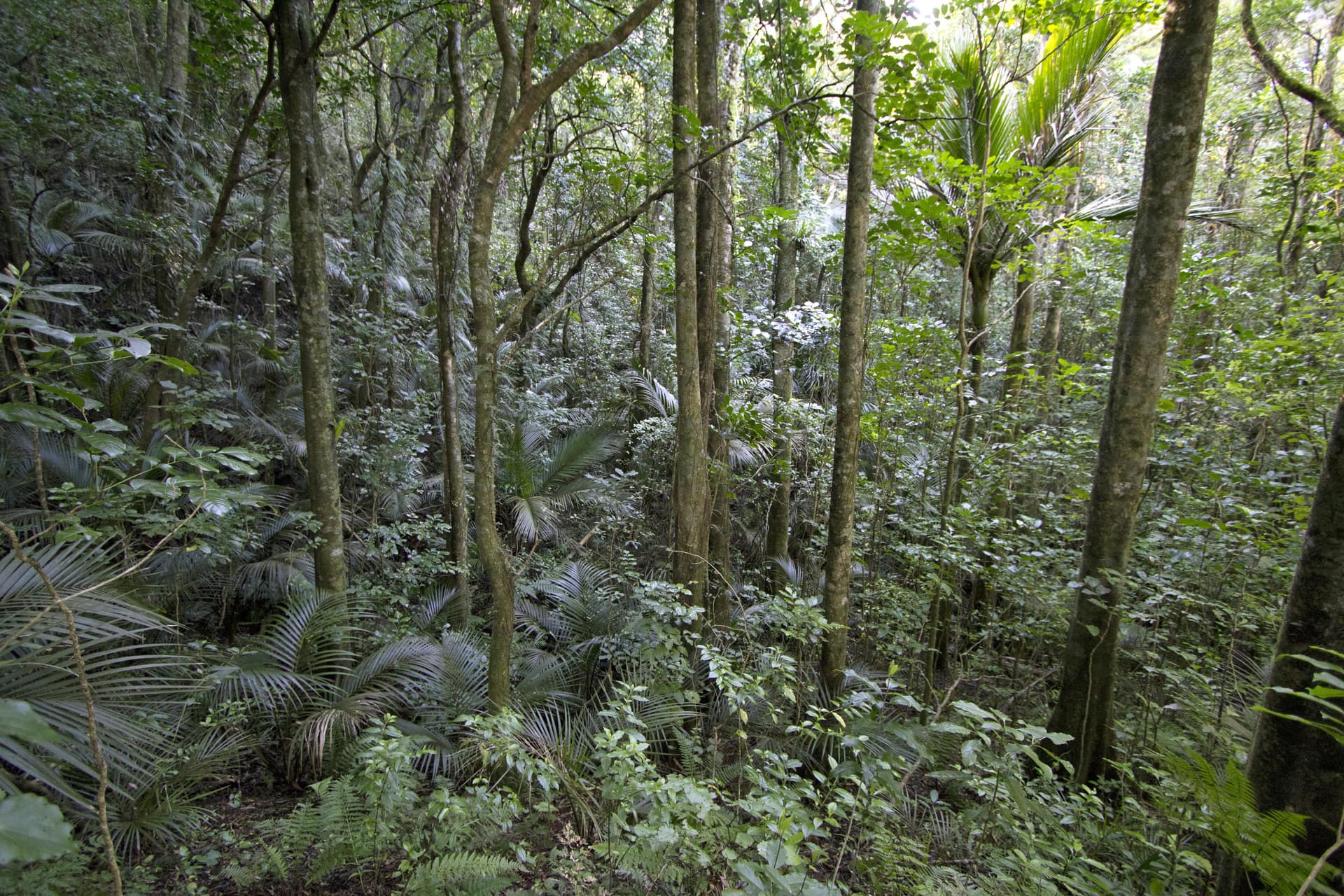 Rātapihipihi Scenic Reserve Track - Nikau Loop Walk