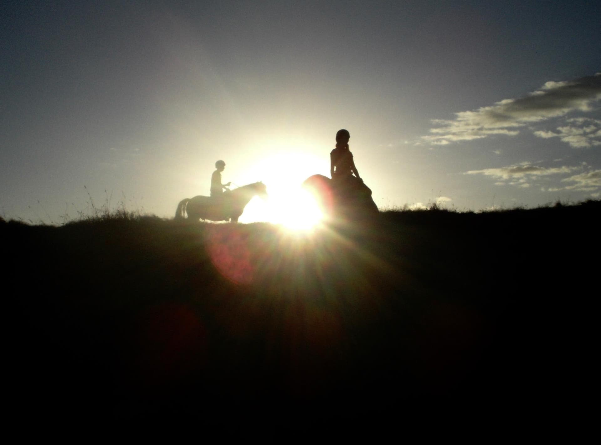 Horses @Pukatea Hill