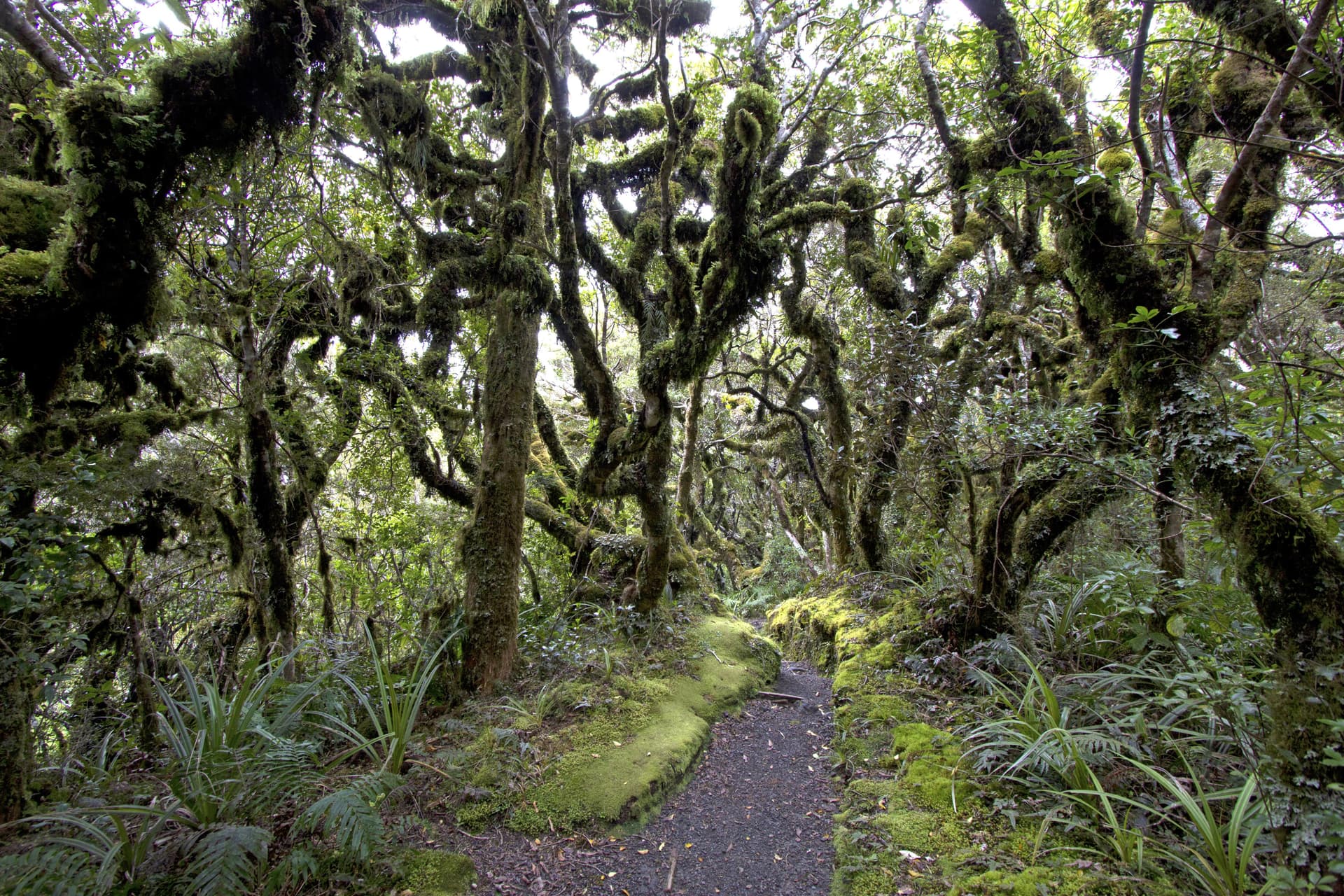 Kapuni Loop Track
