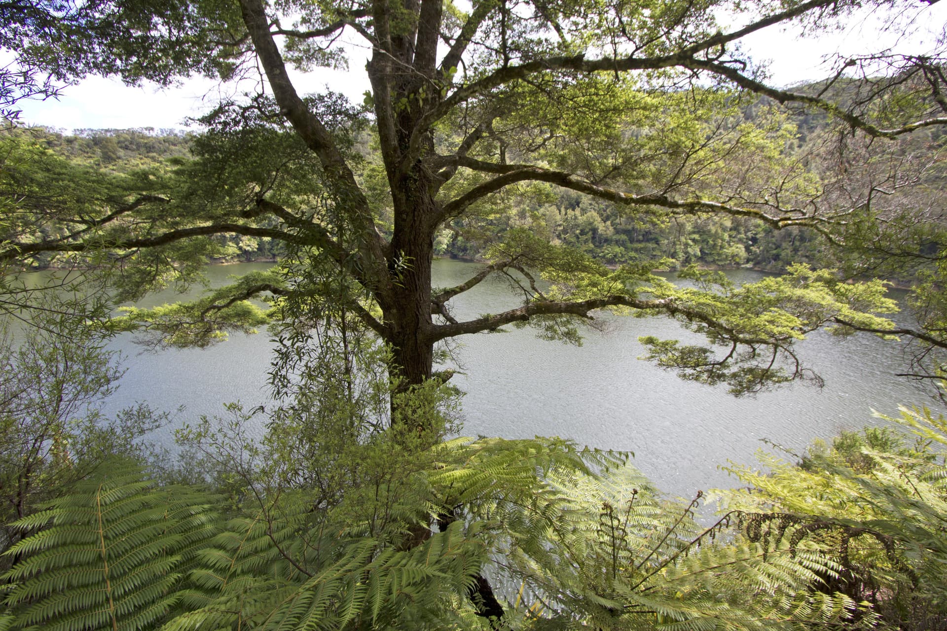Lake Rotorangi Walkway