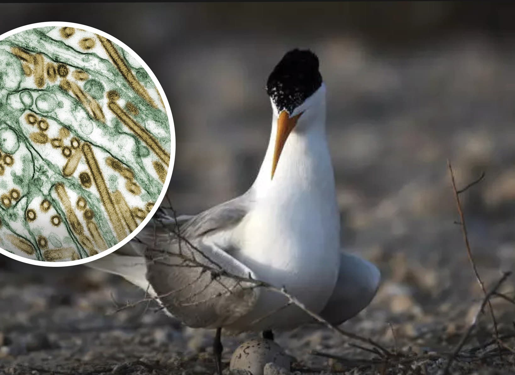 New Zealand records first case of H5N1 bird flu in wild seabird at Petone beach