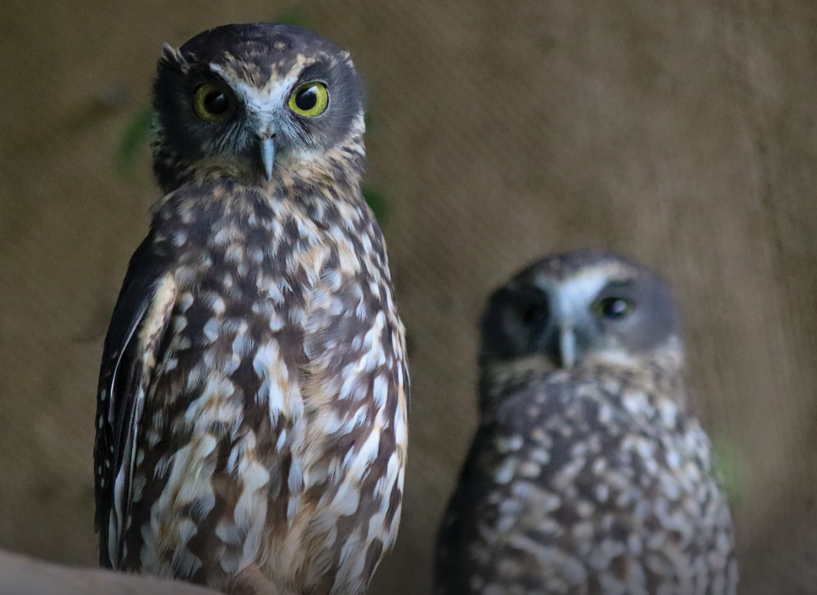 Brooklands Zoo Highlights Native Owl Protection for International Owl Awareness Day