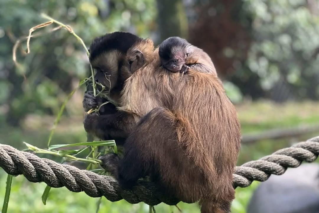 Pop along to Brooklands Zoo this weekend and say hi to the newest resident: a newborn capuchin monkey! They're the…