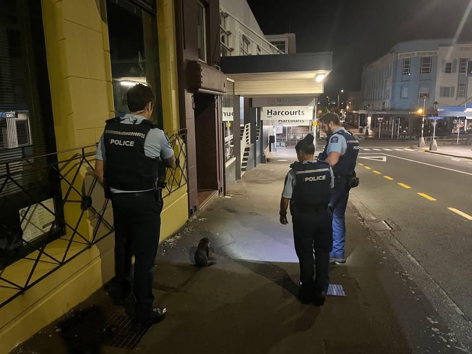 🦭 This seal pup wandered a bit too far from home in New Plymouth last night! Police staff escorted him safely back to…
