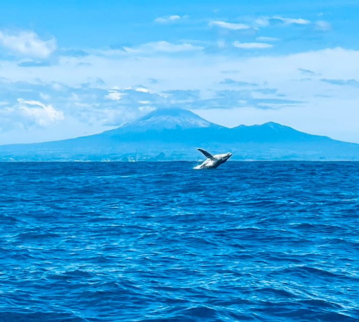 🐋 Whales off New Plymouth - 📸 Thanks to Sean Dent for sending in via our community group Photos of Taranaki - now…